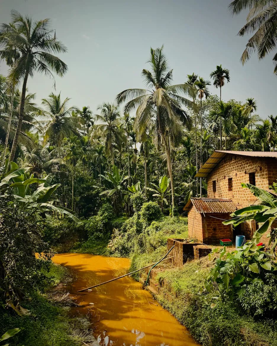 A spice farm surrounded by tropical forest in Goa