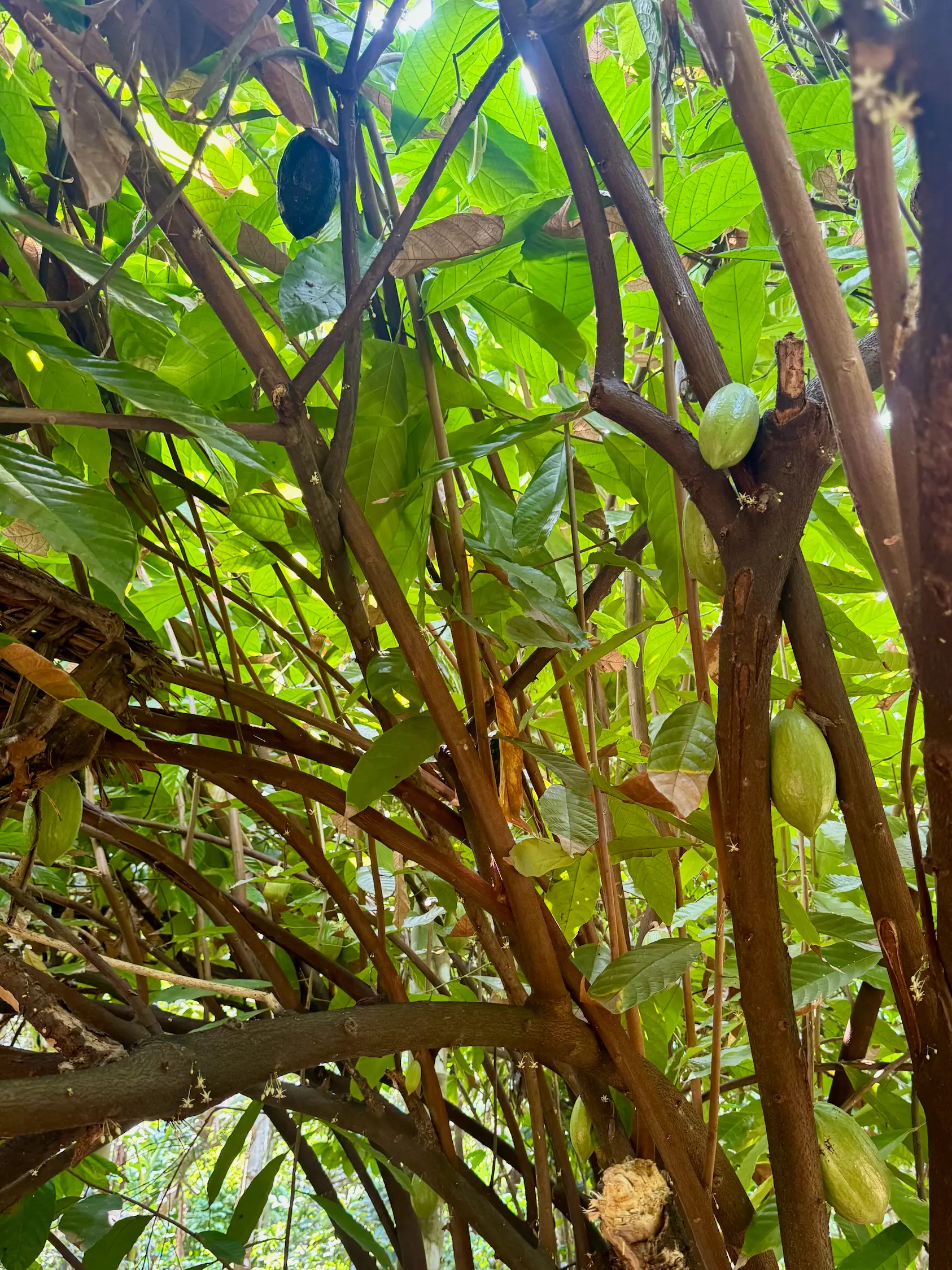 A cocoa pod growing at a spice farm in Goa