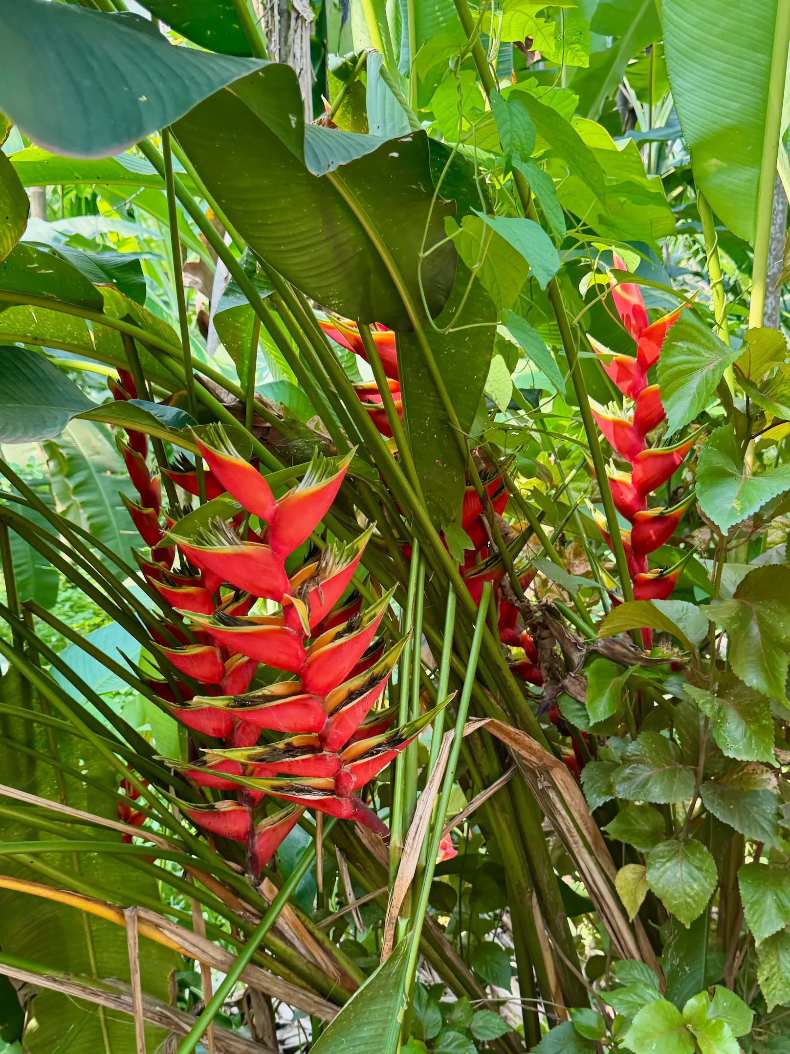 Flowers growing at a spice farm in Goa