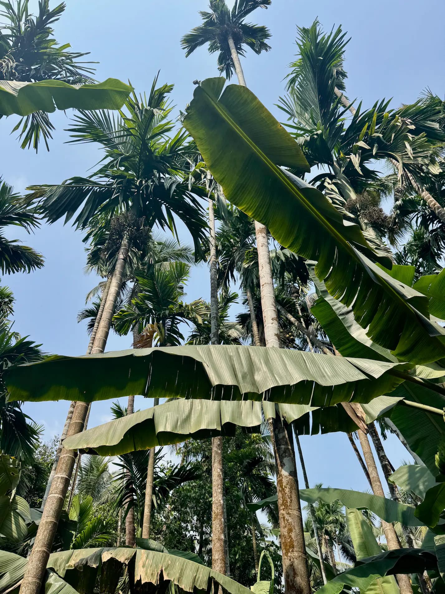 Trees and tropical planting at a spice farm in Goa